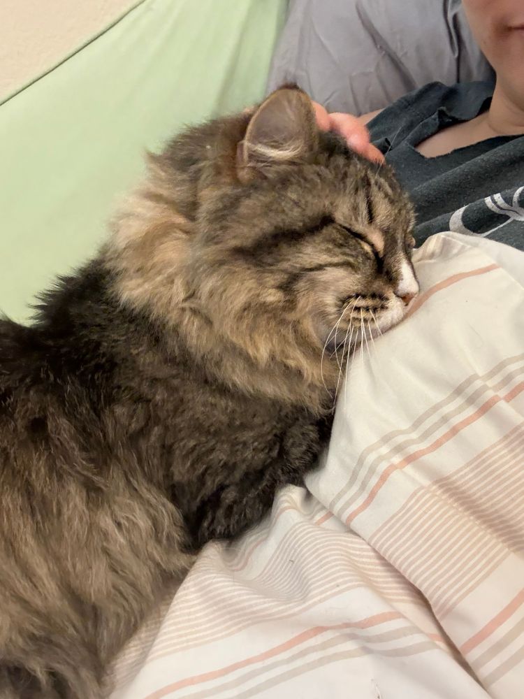 A fluffy long-haired tabby cat with a white snoot and mouth relaxing with his eyes closed. Hes lying on a white blanket with peach and grey stripes having his head scritched.