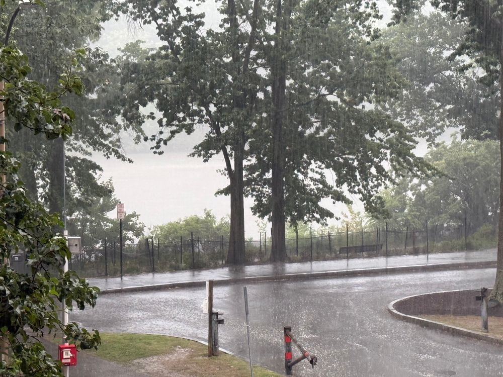 View across a road into Olmstead Park, with soaking rain making it look tropical. 