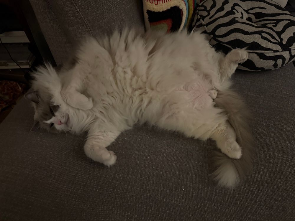 Chonk ragdoll zonked out. 