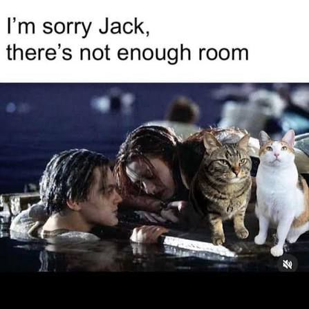 Rose on floating headboard with cats, telling Jack there's not enough room. 