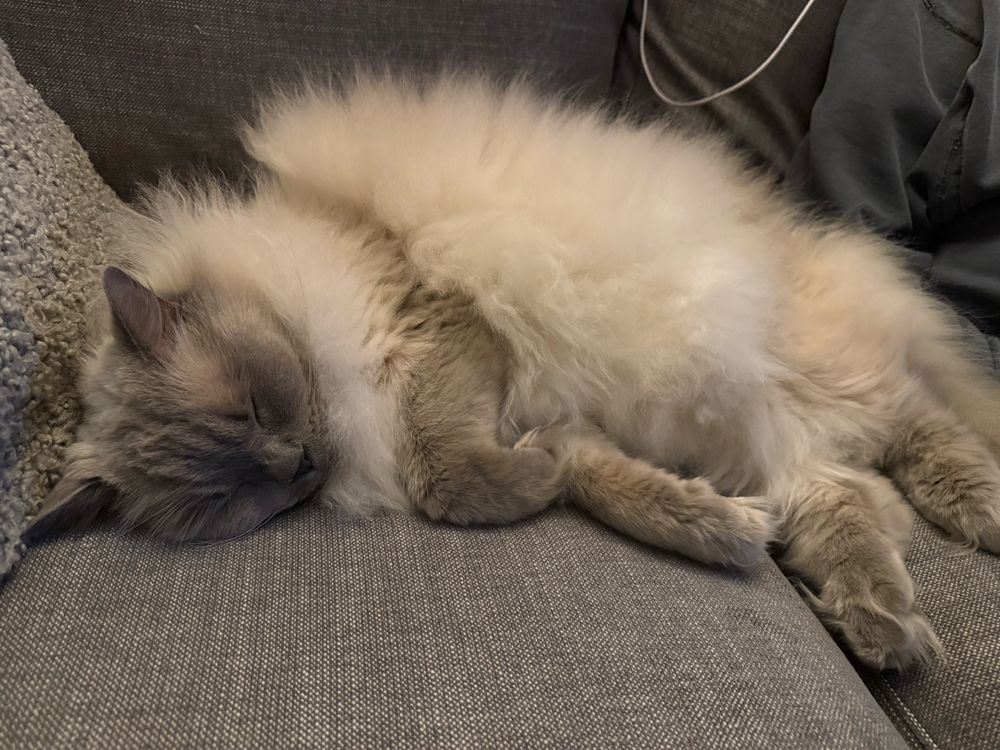 Blue Point Ragdoll curled up on his right side, oblivious to inflation. 