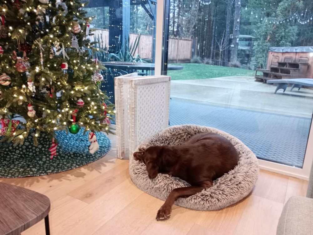 Balou, a big chocolate brown Labrador in his doughnut bed beside Christmas tree. In background the yard with a swim spa