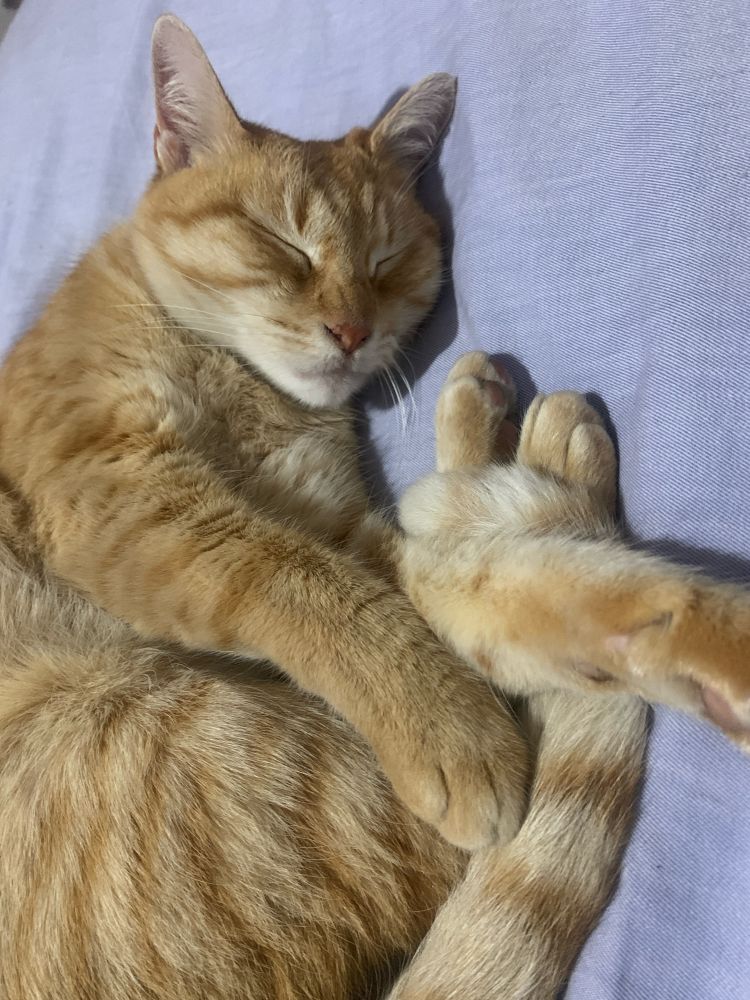 Imagen de una gata rubia/colorada que está durmiendo sobre un acolchado celeste