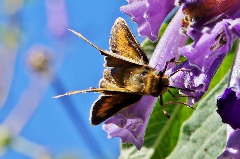 Fiery skipper CCSF Campus Gardens 