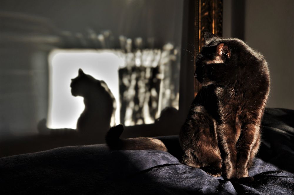 Crepe the black cat on the bed catching some afternoon rays, she's looking away from the camera and towards her shadow on the wall. 