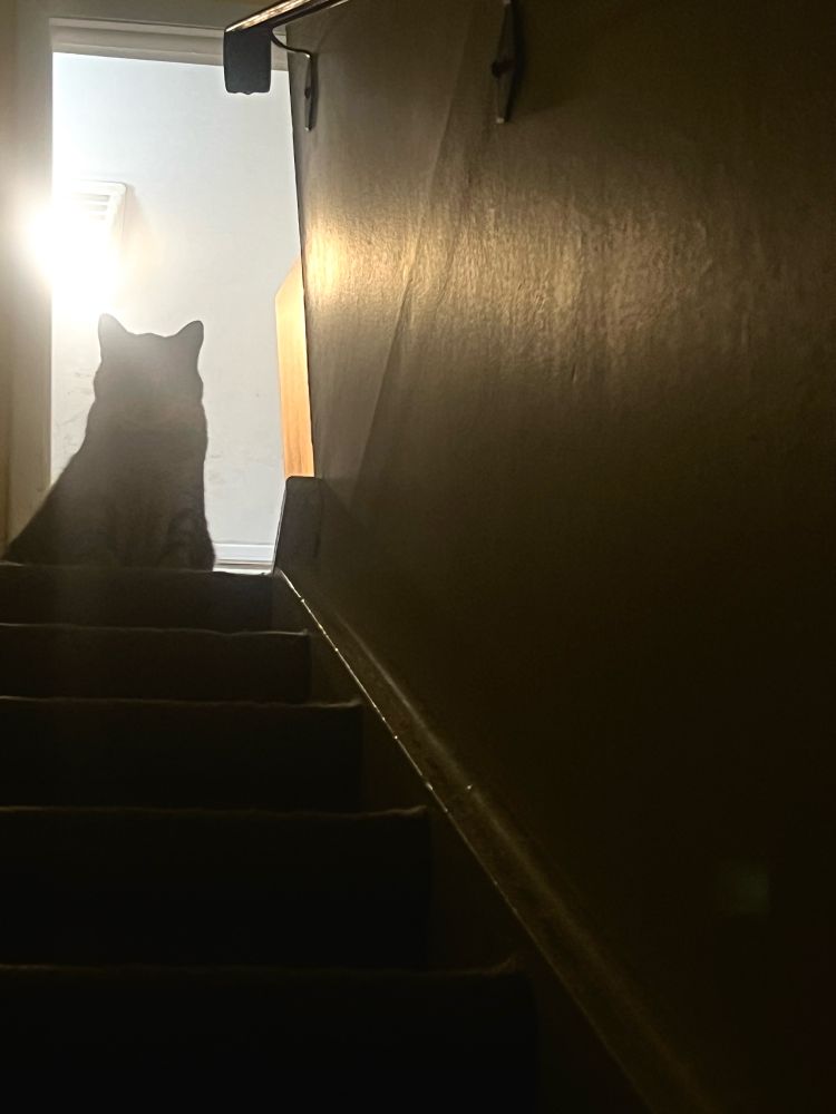 Kai waits at the top of the steps for me to come to bed and provide her special upstairs water and treats.