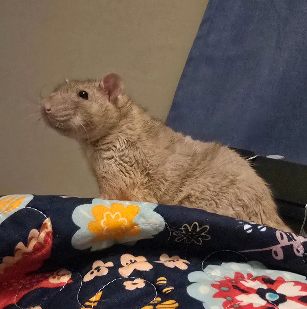 A pet fancy rat sits up alert listening to a sound in the distance.