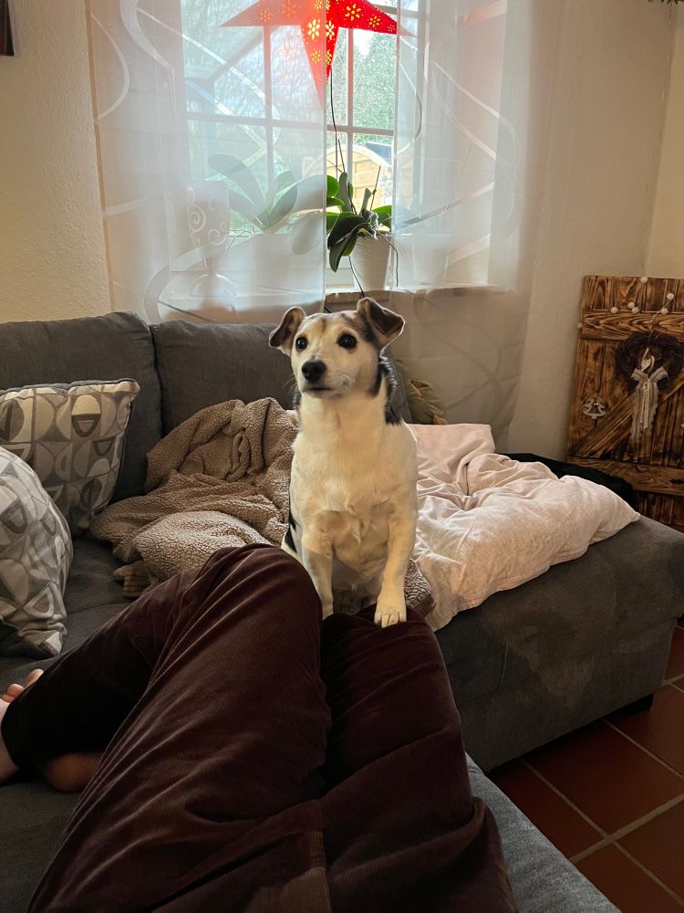 milla, a jack russell terrier, standing on top of someone in brown pants who is lying on a couch