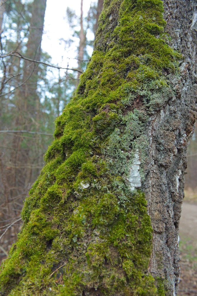 Moss covered bark on a very old tree