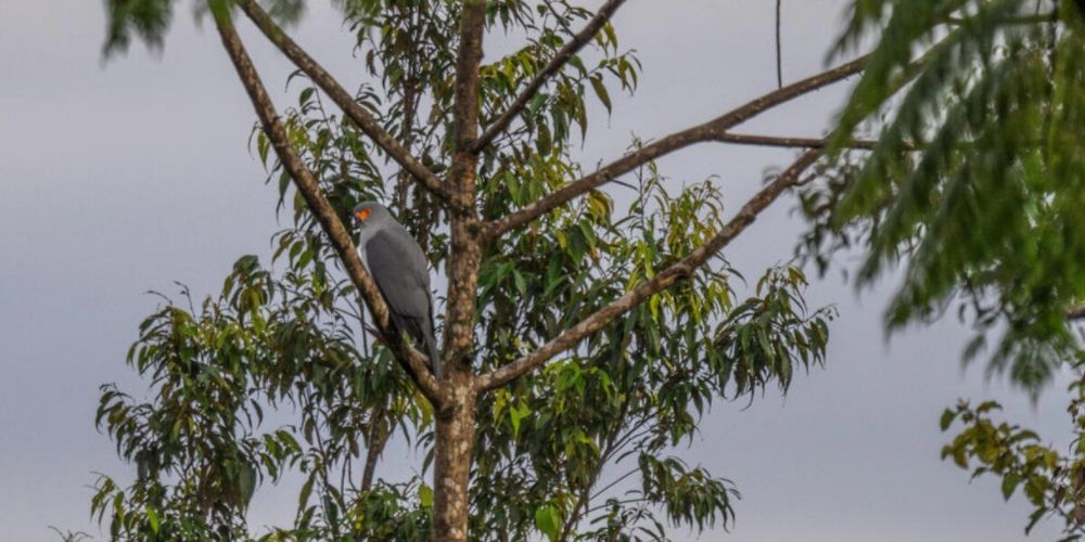 Photographer Accidentally Snaps First-Ever Picture Of Rare 'Lost Species'