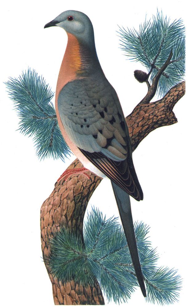 Coloured painting of a single passenger pigeon perching on a fir tree branch. Its breast is salmon pink, while wings and head are blue grey with black spots toward the wing edge.