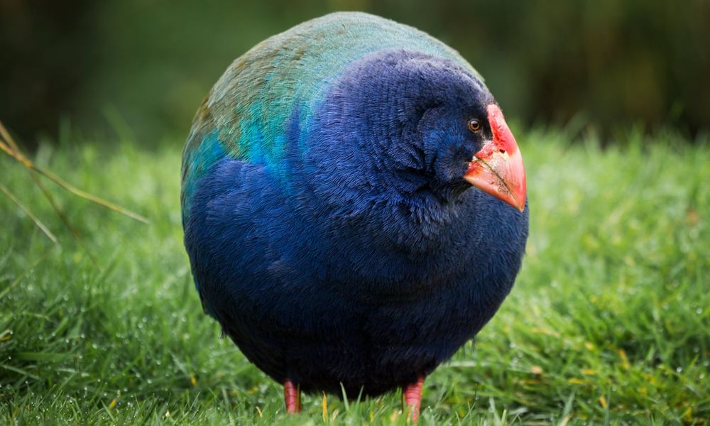 A new zealand takahe, which resembles a giant flightless moorhen with purple and green feathers and a bright scarlet beak.