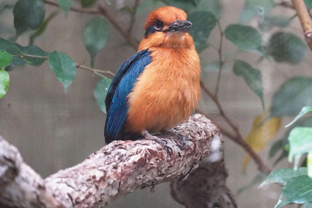 Bird Extinct Outside Captivity Returns to the Wild for the First Time in 40 Years