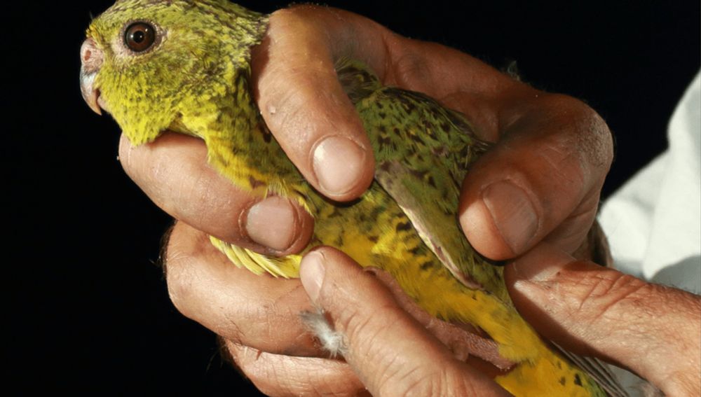 Largest Colony Of Night Parrots, One Of The World’s Rarest Birds, Discovered