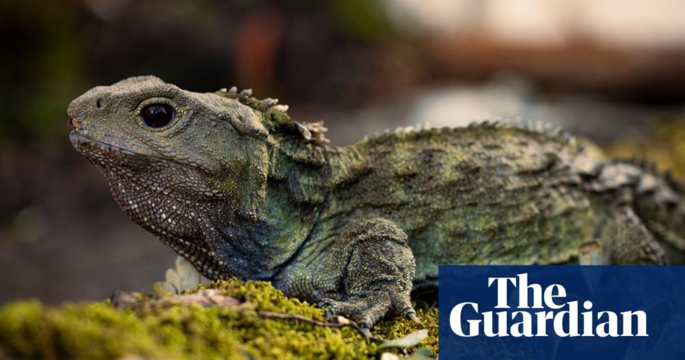 He’s 130, with three eyes and two girlfriends: meet New Zealand’s beloved tuatara Henry