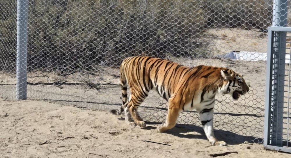 Amur tigers return to Kazakhstan, where their cousins the Caspian tigers once roamed