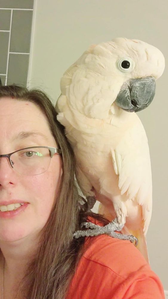 Mango, a Moluccan cockatoo standing on the shoulder of a woman wearing an orange shirt.  Photo is cropped so you only see half of the woman's face. 