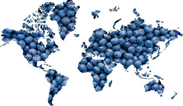 Image des continents émergés sur Terre découpés sur une photo de myrtilles.