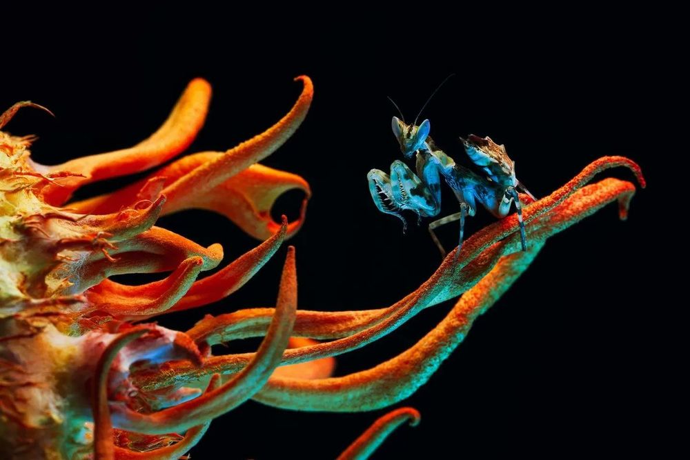 Sur cette photographie fascinante, une mante religieuse (Creobroter sp. yunnan) se perche sur un champignon Cordyceps (Cordyceps sp.), sur fond noir. La mante, parée de teintes bleues vibrantes et de motifs complexes, contraste fortement avec la forme surréaliste du champignon Cordyceps, évoquant tous deux des extraterrestres venus de planètes lointaines.