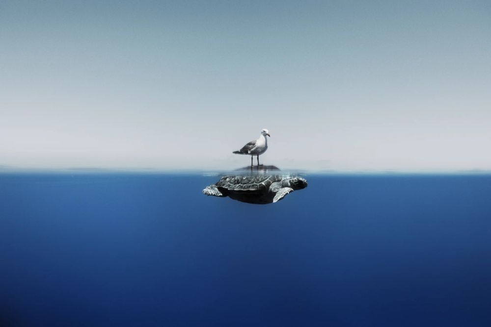 Une mouette debout sur le dos d'une tortue au milieu de la mer Méditerranée.