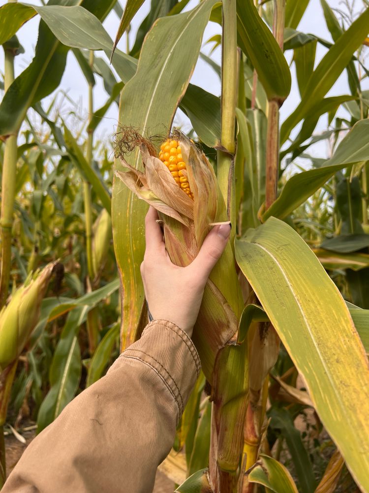 In a corn field, Ayala reaches out to grab an ear of corn, still wrapped in its husk and silks. 
Though their reach has just begun with a gingerly grab, you can’t help but to imagine Ayala’s hands tightly wrapped around something else of a similar shape. Shucking it real good. 