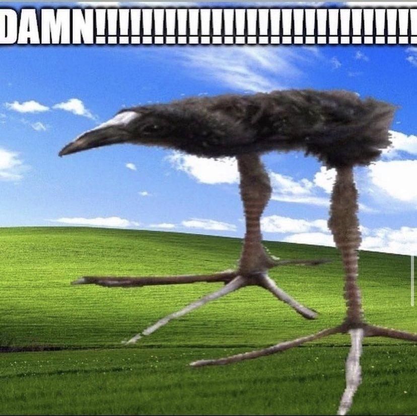Stretched out image of a kiwi bird against a windows 95 background. In bold impact font reads : DAMN!!!!!!!!!!!!!!