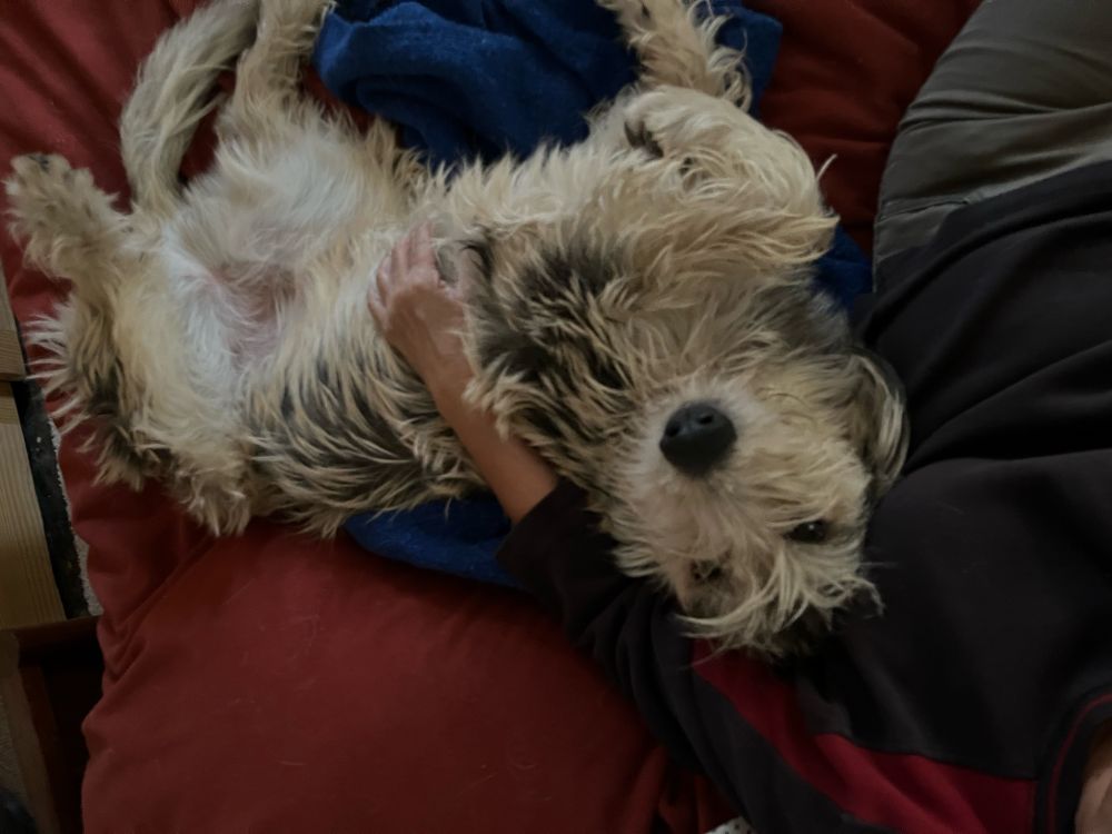 65 lb Berger Picard but still a puppy.