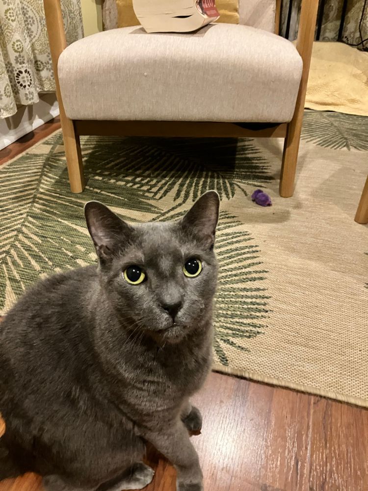 Grey cat on a wooden floor with a rug with palm fronds behind him.