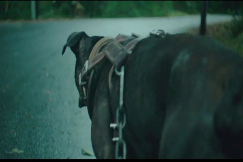 Still from GREEN ROOM. A pitbull with a harness and chain walking down a country road