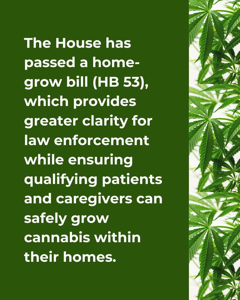 Green Background with marijuana leaves on the side. Text says “the House has passed a home-grow bill (HB 53), which provides greater clarity for law enforcement while ensuring qualifying patients and caregivers can safely grow cannabis within their homes"