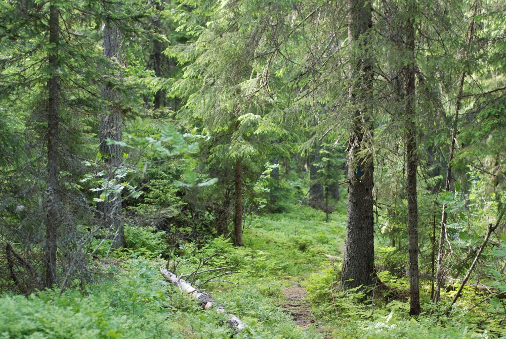 Boreal forest