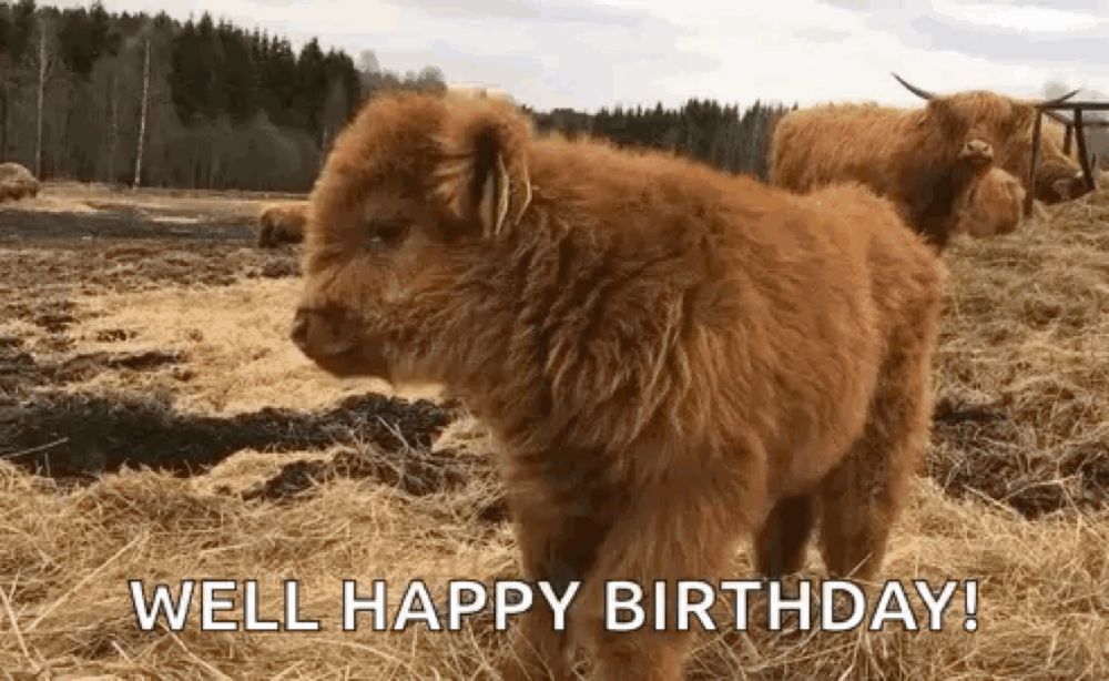 a baby highland cow is standing in a field with other cows and says `` well happy birthday '' .