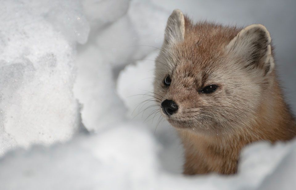 Judging marten upset at the creepy Twitter bot