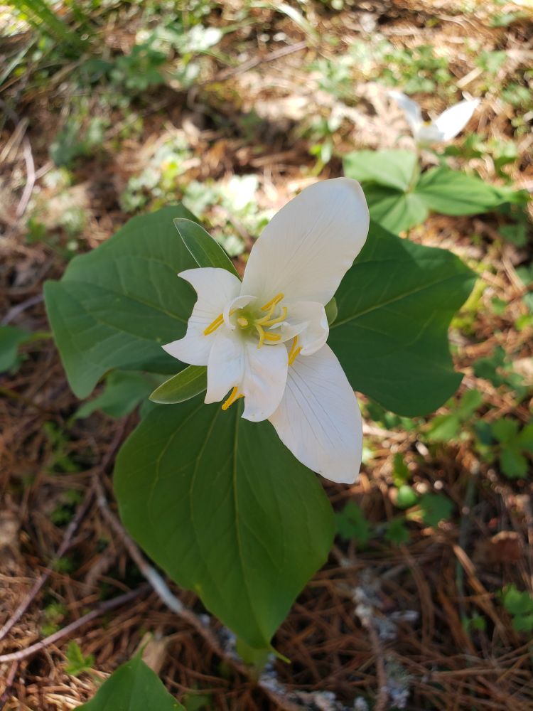 Trilium with 7 petals, chewed a little.