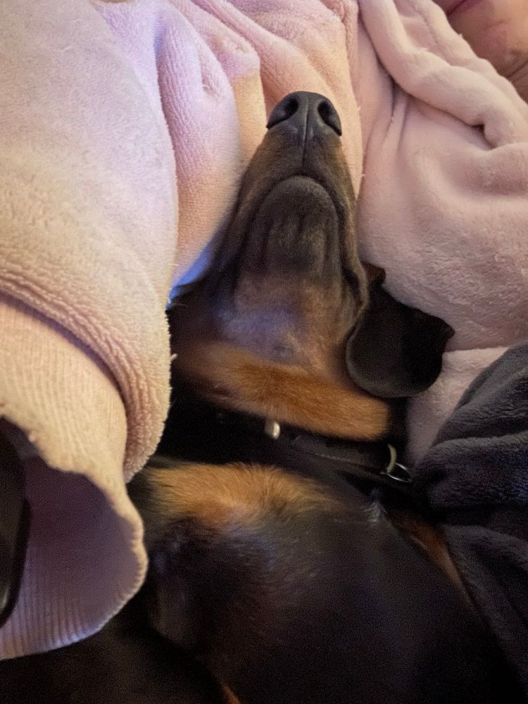 Sleeping sausage dog