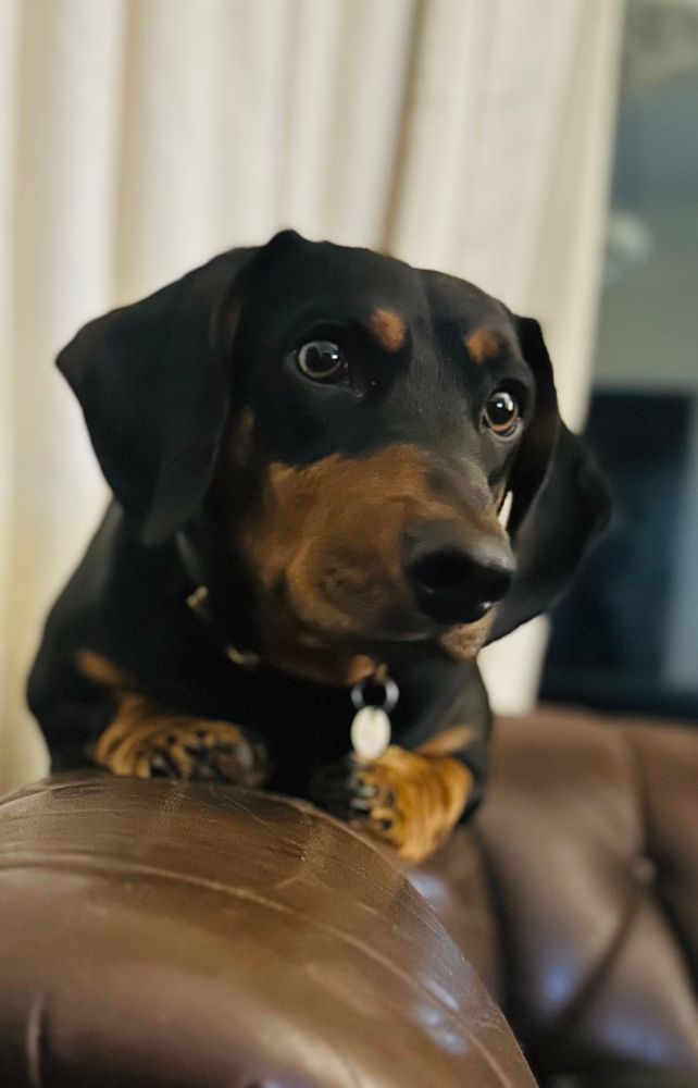 Sausage dog