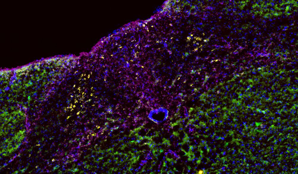 RNAscope of GHS-R (yellow) with GFAP and NEUN immunoreactivity in the mouse dorsal vagal complex
