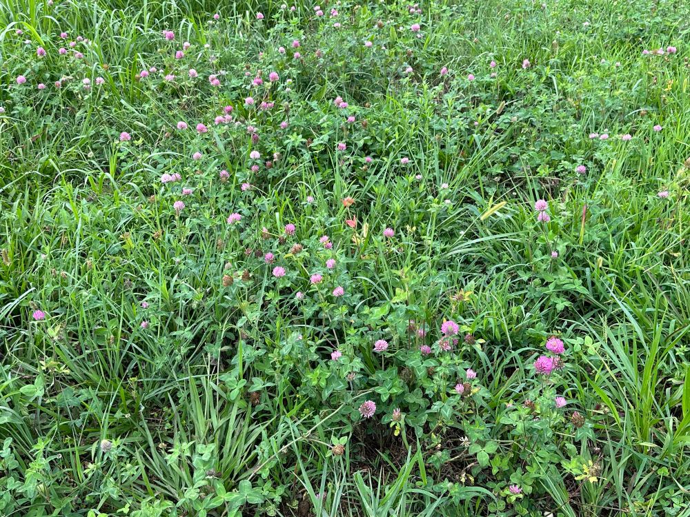 A field full of red clover flowers.
