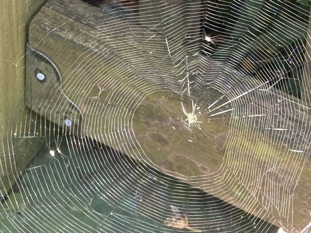 Tiny orb weaver spider in the center of its giant web. The center is shaped like a heart. Behind it all is my decking wood.