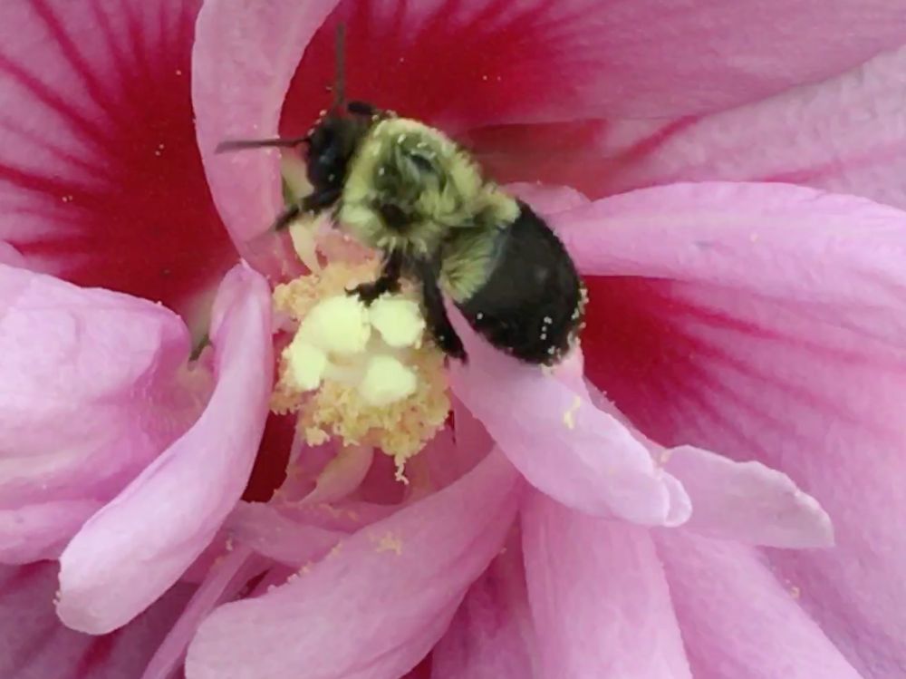 Yellow and black fuzzy brown belted bumblebee lit on a soft pink many petaled rose of sharon with red stripes near the center of each petal and a yellow stamen that dusts pollinators so they look dipped in pollen often making them too heavy to fly far so they wipe off excess in a pile close by before flying home.