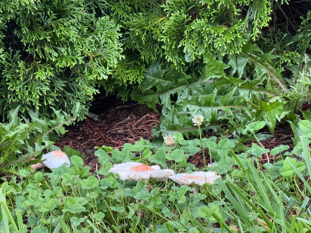 Neat the bottom of two arborvitae trees in the soil next to the clover were three fried egg shapes that are actually mushrooms.