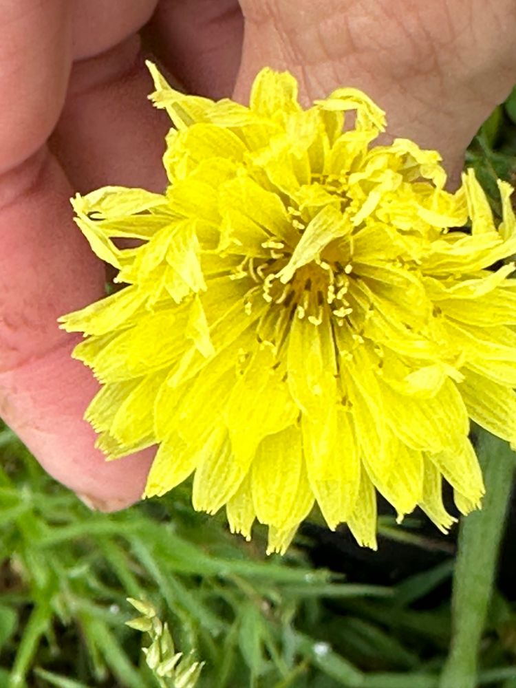  Yellowy common dandelion 