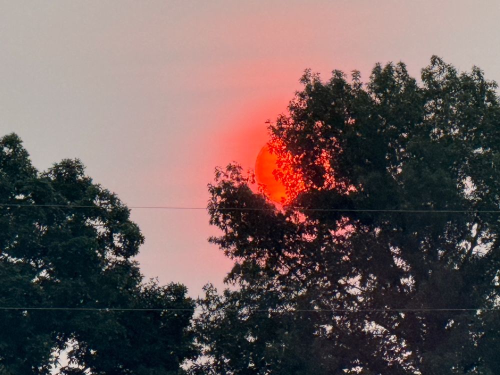 Hazy orange red rising sun peeking through the trees.