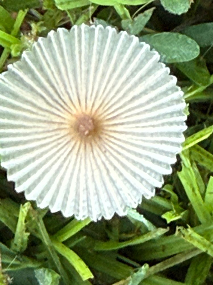 The gills of a mushroom fanned out with a pale brown center.