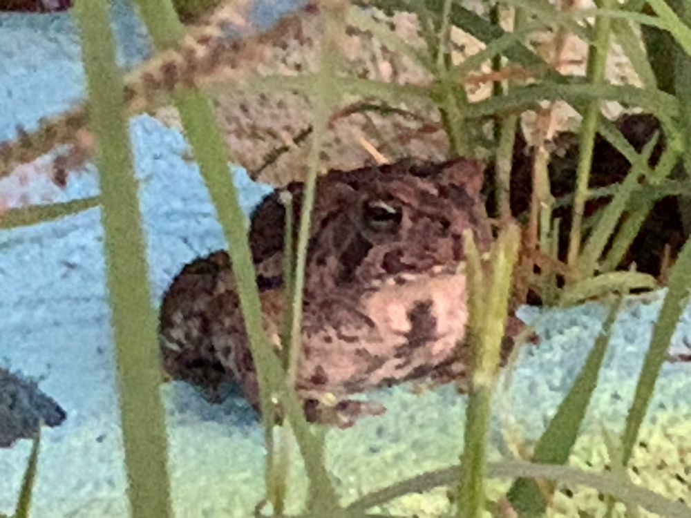 American toad behind a few blades of grass.