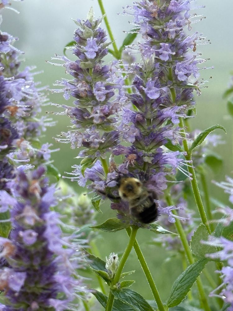 Lavender colored flowers on long green stems with a bumblebee gathering pollen.