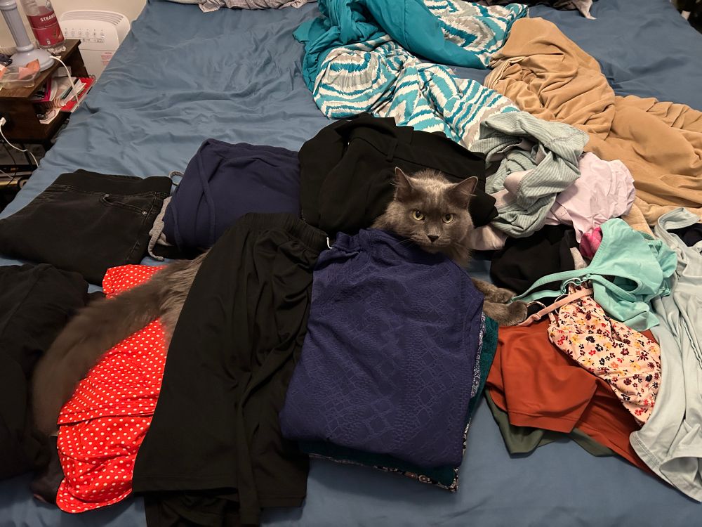 Grey long haired cat lies in the middle of folded clothing