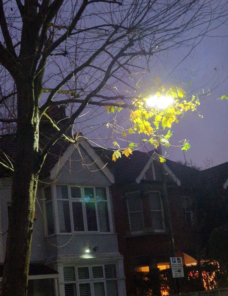 Street tree with totally bare branches apart from the end of twigs by the street light where green leaves linger 