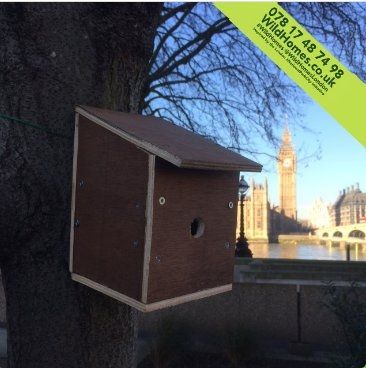 A bird house with views of parliament 
