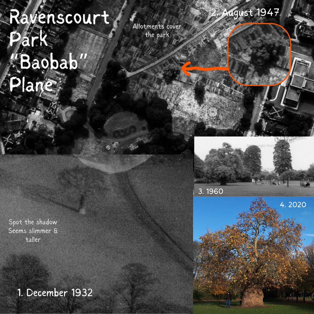 In Ravenscourt Park near Hammersmith, the "Baobab" Plane tree has mystified people for decades. Here's all the photos I've found of it through the years from 1932 onwards.